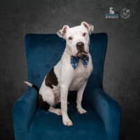 Photo of Hunter   1 Year Old Staffy X