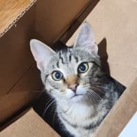 Photo of Cornelius   In Foster Care In Templestowe