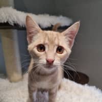 Photo of Butterscotch 