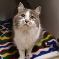 Photo of Skittles