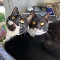 Photo of Peppa & Tabitha