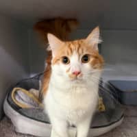 Photo of Crouton