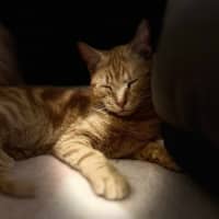 Photo of Gigi   Located In Frankston