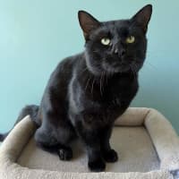 Photo of T Challa