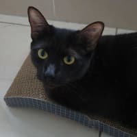 Photo of Anubis & Bastet