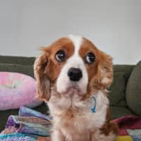 Photo of Lexi