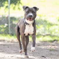 Photo of Cobalt