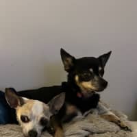Photo of Taco 