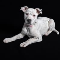 Photo of Stella