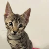 Photo of Eryx