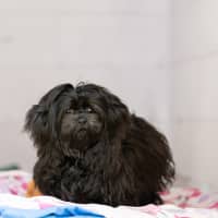 Photo of Mishka 