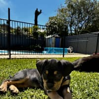 Photo of Maisy – 3 Month Old French Bulldog X