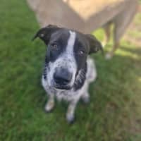 Photo of Daisy