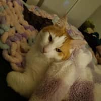 Photo of Mr Peaches (Assisted Rehome)