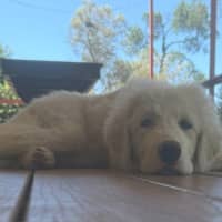 Photo of Luna