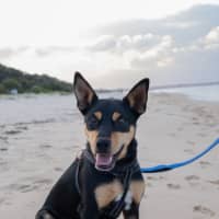 Photo of Ollie