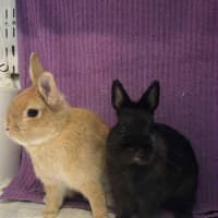 Photo of Kloe & Grim