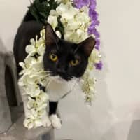 Photo of Chirpy