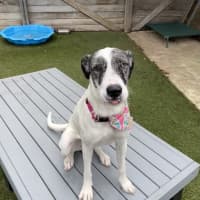 Photo of Tilly