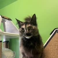 Photo of Butter