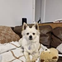 Photo of Dumpling   10 Month Old Pomeranian X Spitz