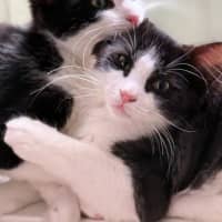 Photo of Cookie & Cream