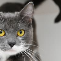Photo of Nanette