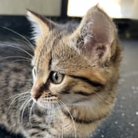 Photo of Asher