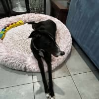 Photo of Candy, The Greyhound