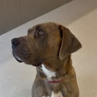 Photo of Bandit
