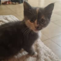 Photo of Speckles