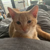Photo of Barney