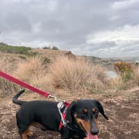 Photo of Romeo
