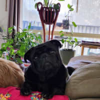 Photo of Paddy   3 Year Old Pug