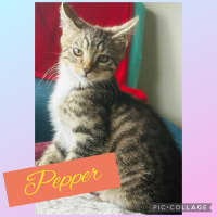 Photo of Pepper