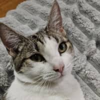 Photo of Dottie *9 Lives Project Rescue*