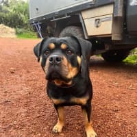 Photo of Marshmallow