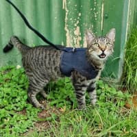 Photo of Kira