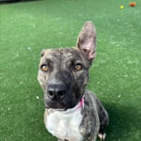 Photo of Buffy Imp 1869