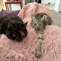 Photo of Arianna Quinnell