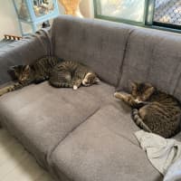 Photo of Ron (Weasley) Of Harry Potter Fame