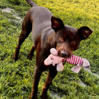 Photo of Toontjies