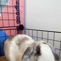 Photo of Harry Hopper