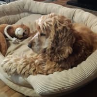 Photo of Ruby