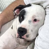 Photo of Sarge