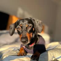Photo of Ollie