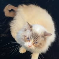 Photo of Fudge