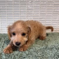 Photo of Scruffy 