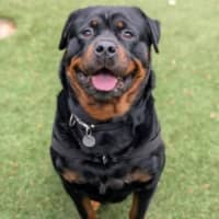Photo of Jax