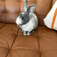 Photo of Cotton